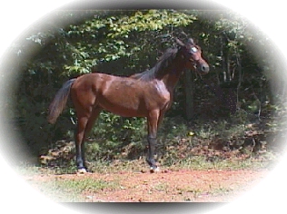 arabian horse Sable